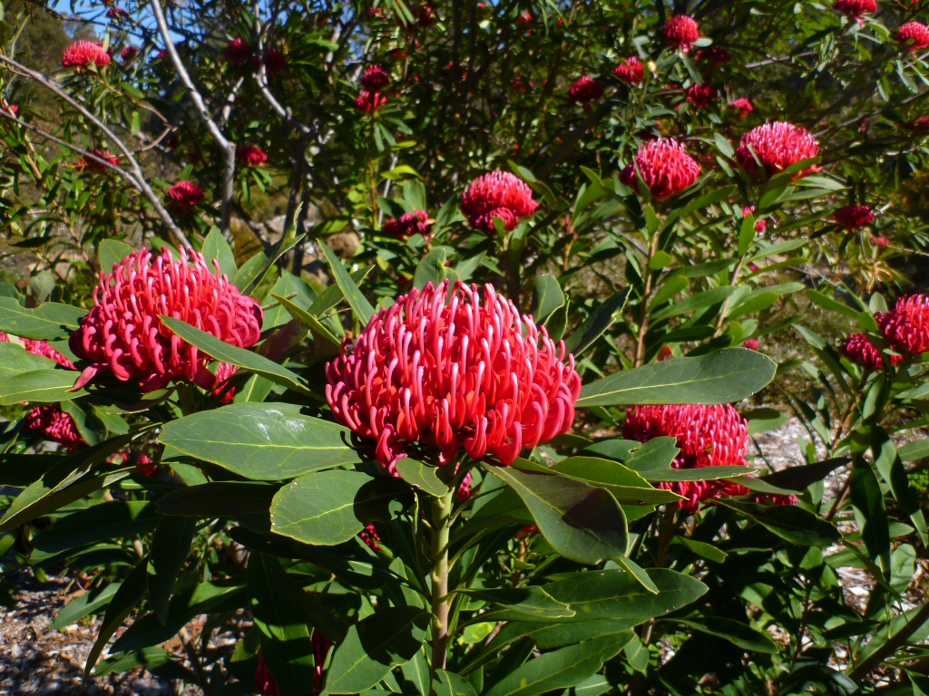 CURSOS DE ESENCIAS FLORALES DE NUEVA GENERACION. Australia o California